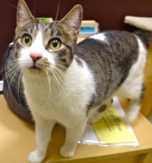 [another picture of Kola, a Domestic Short Hair Silver tabby with white\ cat] 