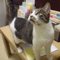 [picture of Kola, a Domestic Short Hair Silver tabby with white cat]