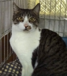 [picture of Kola, a Domestic Short Hair Silver tabby with white cat]