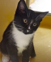 [another picture of Perry, a Domestic Short Hair black and white tuxedo\ cat] 