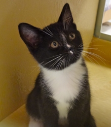 [picture of Perry, a Domestic Short Hair black and white tuxedo cat]