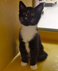 [picture of Perry, a Domestic Short Hair black and white tuxedo cat]