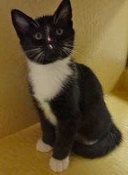 [picture of Perry, a Domestic Short Hair black and white tuxedo cat]