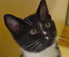 [picture of Perry, a Domestic Short Hair black and white tuxedo\ cat] 