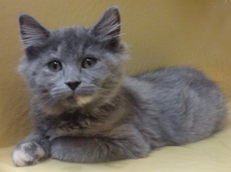 [picture of Harriette, a Domestic Medium Hair dilute tortie cat]