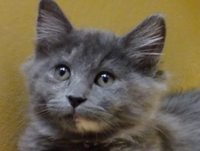 [picture of Harriette, a Domestic Medium Hair dilute tortie\ cat] 