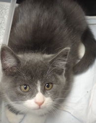 [picture of Madeline, a Domestic Short Hair sliver tiger tabby with white cat]