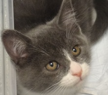 [picture of Madeline, a Domestic Short Hair sliver tiger tabby with white\ cat] 