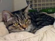 [another picture of Goody, a Domestic Short Hair Brown tick tabby with white\ cat] 