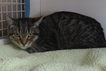 [picture of Goody, a Domestic Short Hair Brown tick tabby with white cat]