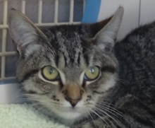 [picture of Goody, a Domestic Short Hair Brown tick tabby with white\ cat] 