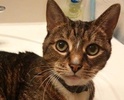 [picture of Caitlyn AKA Clayton, a Domestic Short Hair brown tiger tabby and white cat]