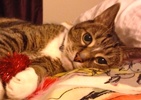[picture of Caitlyn AKA Clayton, a Domestic Short Hair brown tiger tabby and white cat]