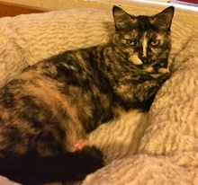 [another picture of Gidget, a Domestic Short Hair tortie\ cat] 