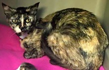 [picture of Gidget, a Domestic Short Hair tortie cat]