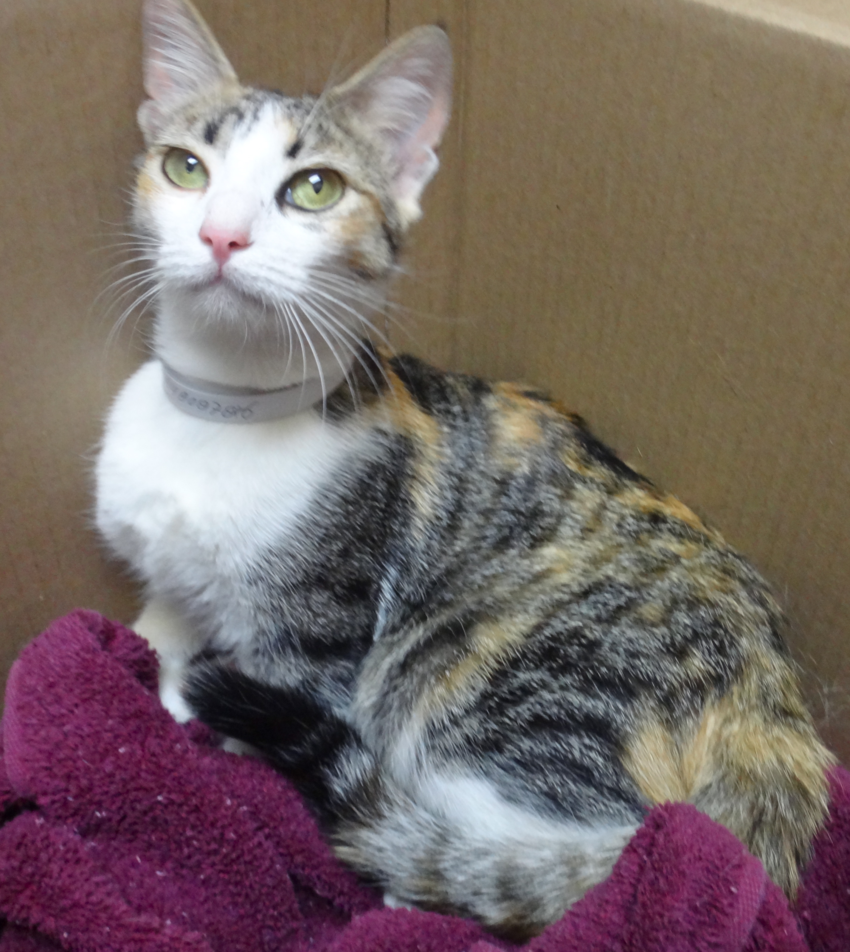 [another picture of Jewel, a Domestic Short Hair torbie\ cat] 