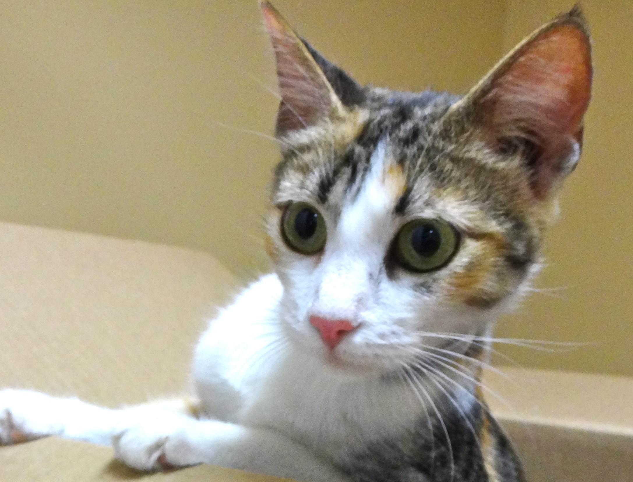 [picture of Jewel, a Domestic Short Hair torbie\ cat] 