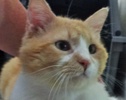 [picture of Sunkist, a Domestic Medium Hair orange and white cat]