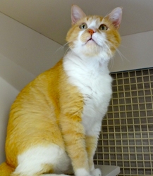 [picture of Sunkist, a Domestic Medium Hair orange and white cat]