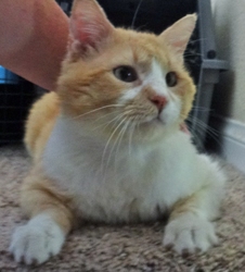 [picture of Sunkist, a Domestic Medium Hair orange and white cat]
