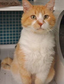 [another picture of Sunkist, a Domestic Medium Hair orange and white\ cat] 