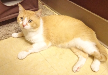 [picture of Sunkist, a Domestic Medium Hair orange and white cat]