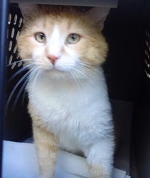 [picture of Sunkist, a Domestic Medium Hair orange and white cat]