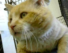 [picture of Sunkist, a Domestic Medium Hair orange and white cat]