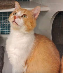 [picture of Sunkist, a Domestic Medium Hair orange and white cat]