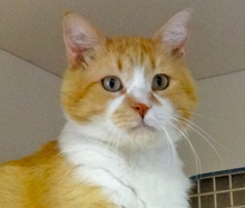 [picture of Sunkist, a Domestic Medium Hair orange and white\ cat] 
