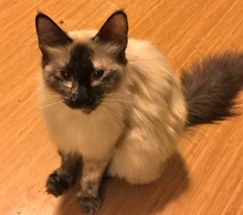 [picture of Tajia, a Siamese tortie point cat]