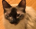 [picture of Tajia, a Siamese tortie point cat]