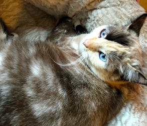 [picture of Chacha, a Siamese tortie point cat]