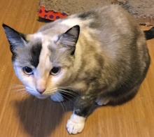 [picture of Chacha, a Siamese tortie point cat]