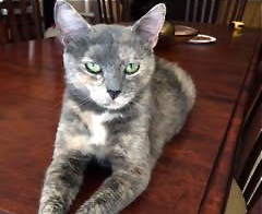 [picture of Orchid, a Domestic Short Hair diluted tortie\ cat] 