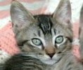 [picture of Lynx, a Oriental Mix silver spot tabby cat]