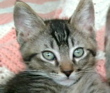 [picture of Lynx, a Oriental Mix silver spot tabby\ cat] 