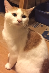 [picture of Tanzie, a Turkish Van Mix white/orange cat]