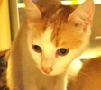 [picture of Tanzie, a Turkish Van Mix white/orange cat]