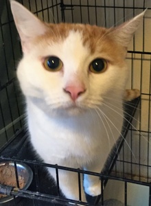 [picture of Tanzie, a Turkish Van Mix white/orange cat]