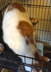 [picture of Tanzie, a Turkish Van Mix white/orange cat]