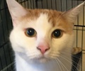 [picture of Tanzie, a Turkish Van Mix white/orange cat]