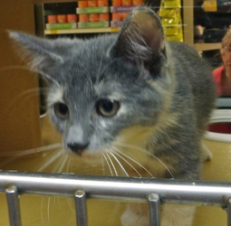 Adopted Et00879 Buffy