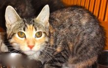 [another picture of Liette, a Domestic Short Hair tiger stripe calico\ cat] 