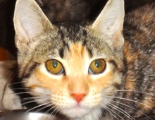 [picture of Liette, a Domestic Short Hair tiger stripe calico\ cat] 