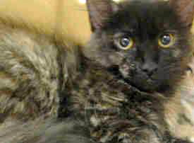 [picture of Babette, a Domestic Long Hair black tortie\ cat] 