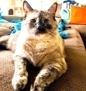 [picture of Stella, a Siamese tortoiseshell\ cat] 