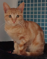 [picture of Augi, a Domestic Short Hair orange swirl tabby cat]