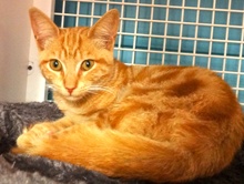 [picture of Augi, a Domestic Short Hair orange swirl tabby cat]