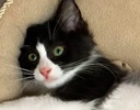[picture of Felix, a Domestic Long Hair black/white cat]